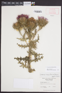 Cirsium horridulum image