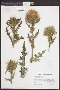 Cirsium horridulum image