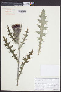 Cirsium horridulum image