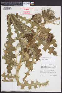 Cirsium horridulum image