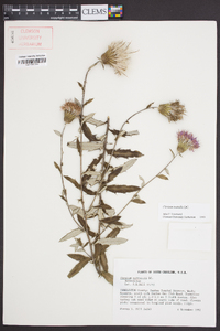 Cirsium nuttallii image