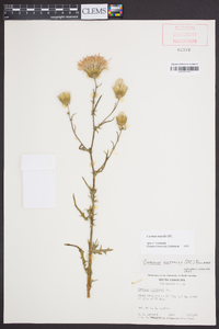 Cirsium nuttallii image