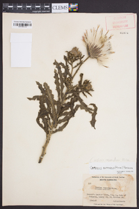 Cirsium repandum image