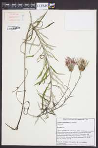 Cirsium virginianum image