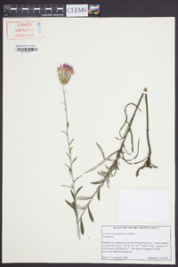 Cirsium virginianum image