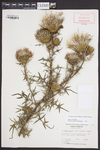 Cirsium discolor image