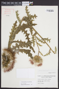 Cirsium pumilum image