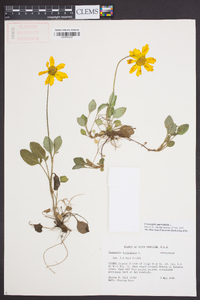 Coreopsis auriculata image