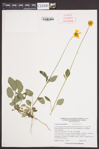 Coreopsis auriculata image