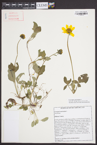 Coreopsis auriculata image