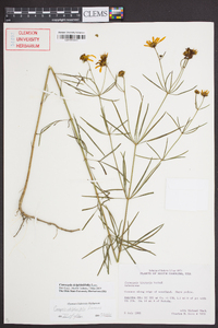 Coreopsis delphiniifolia image