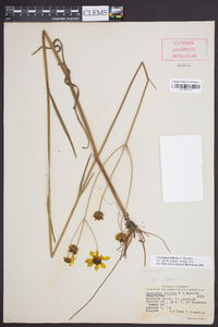 Coreopsis falcata image