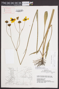 Coreopsis falcata image