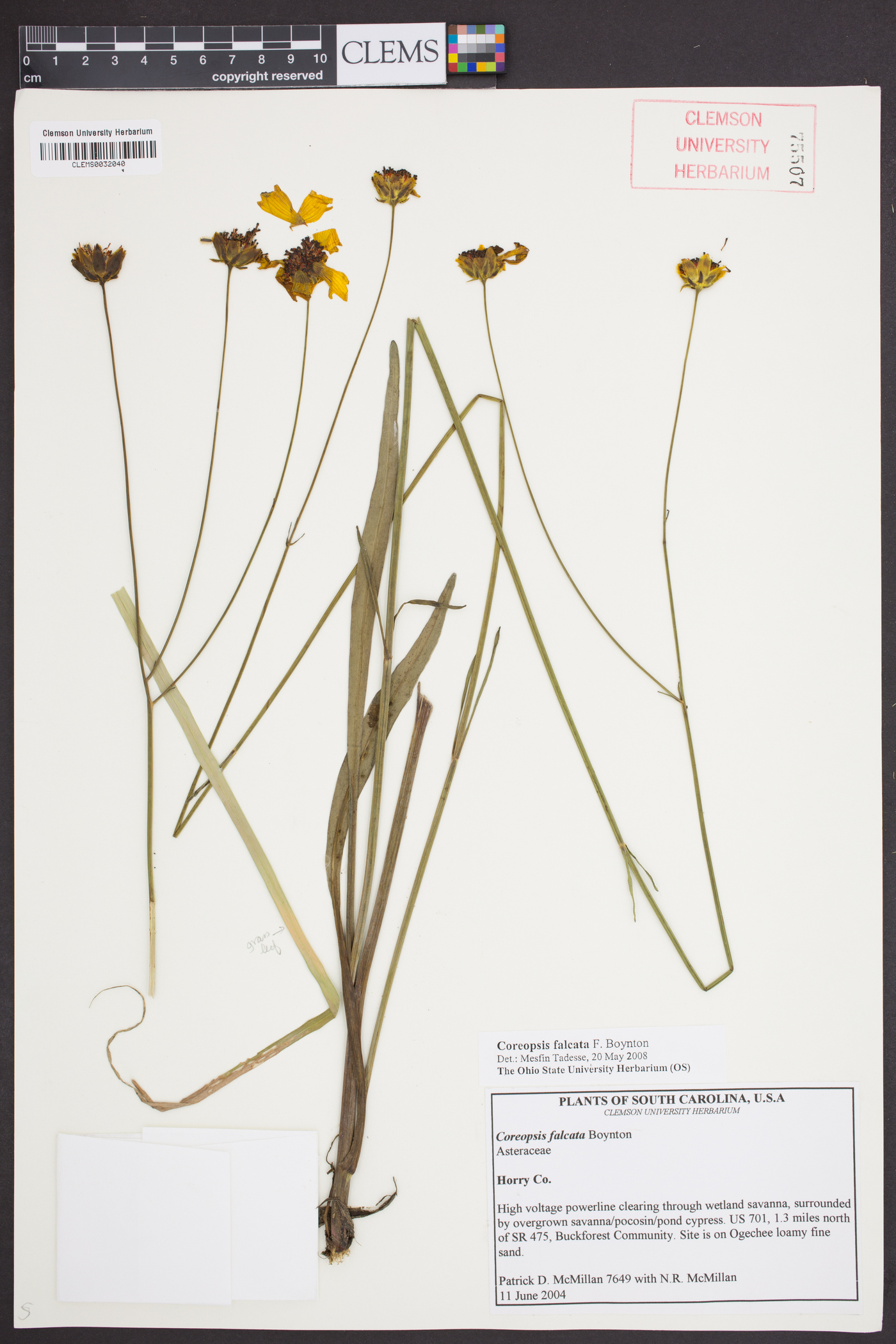 Coreopsis falcata image