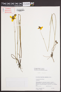 Coreopsis falcata image