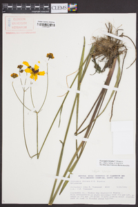 Coreopsis falcata image