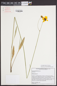 Coreopsis falcata image