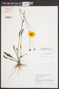 Coreopsis gladiata image