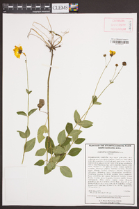 Coreopsis integrifolia image