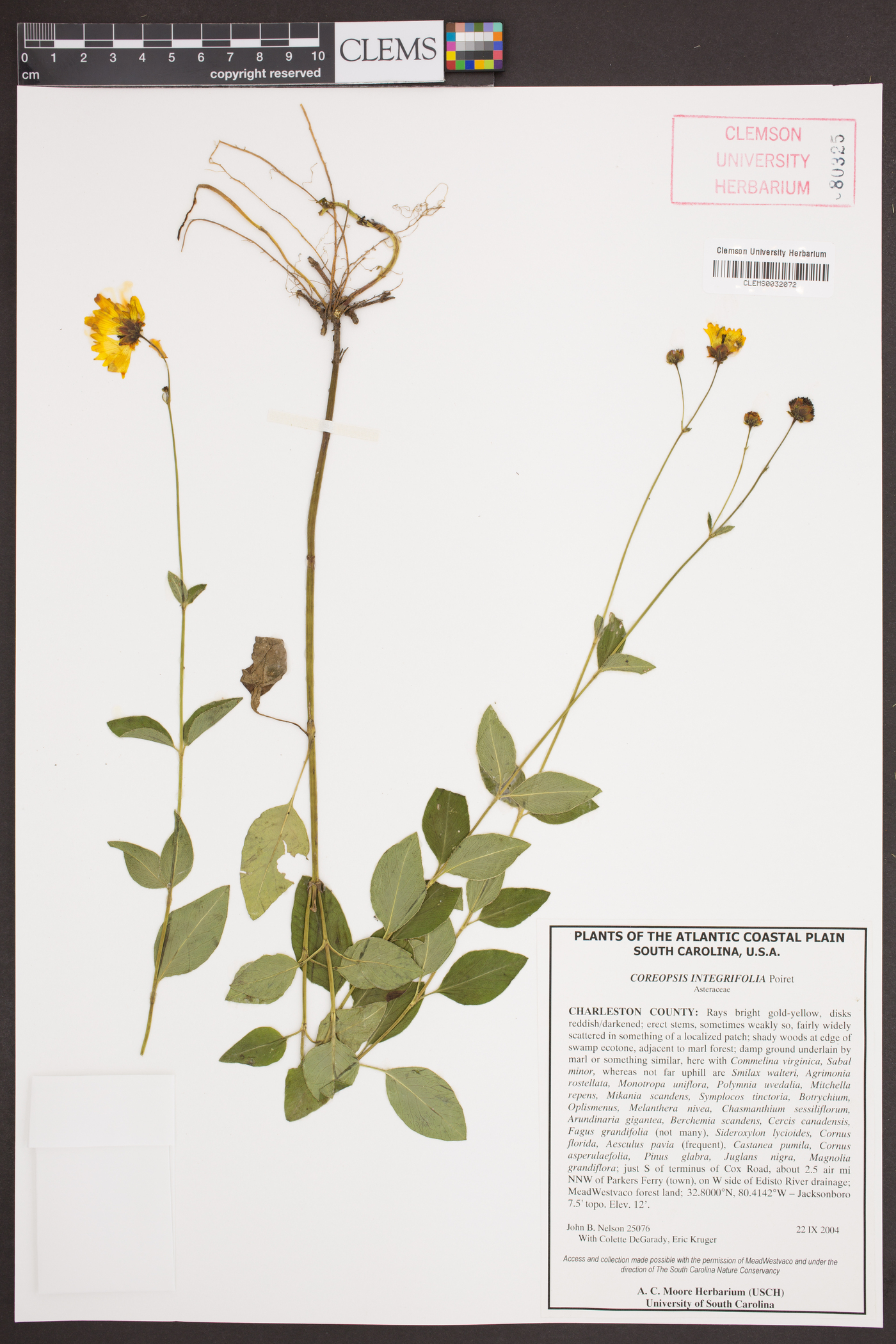 Coreopsis integrifolia image