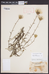 Cirsium virginianum image