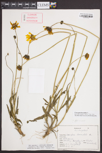 Coreopsis lanceolata image