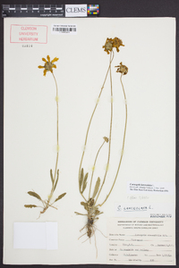 Coreopsis lanceolata image