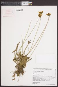 Coreopsis lanceolata image