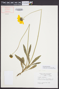 Coreopsis lanceolata image