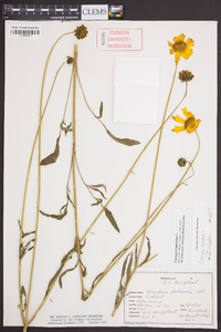 Coreopsis lanceolata image