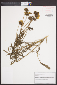 Coreopsis lanceolata image