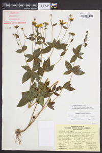 Coreopsis major image