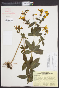 Coreopsis major image