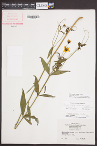 Coreopsis major image