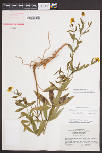 Coreopsis major image