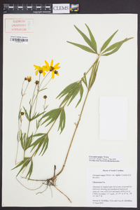 Coreopsis major image