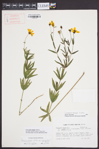 Coreopsis major image