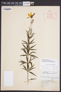 Coreopsis major image