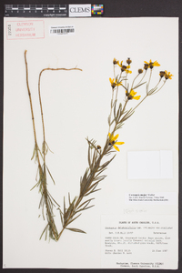 Coreopsis major image