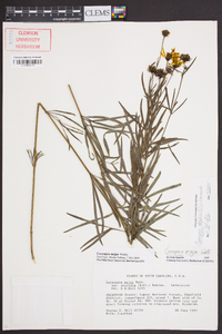 Coreopsis delphiniifolia image