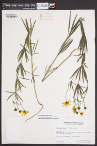 Coreopsis major image