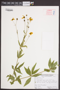 Coreopsis major image