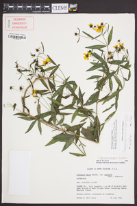 Coreopsis major image