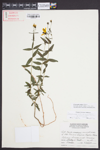 Coreopsis major image