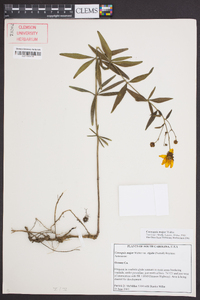 Coreopsis major image