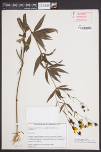 Coreopsis major image