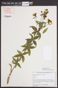 Coreopsis major image