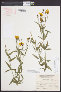 Coreopsis major image