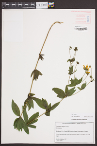 Coreopsis major image