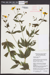 Coreopsis major image